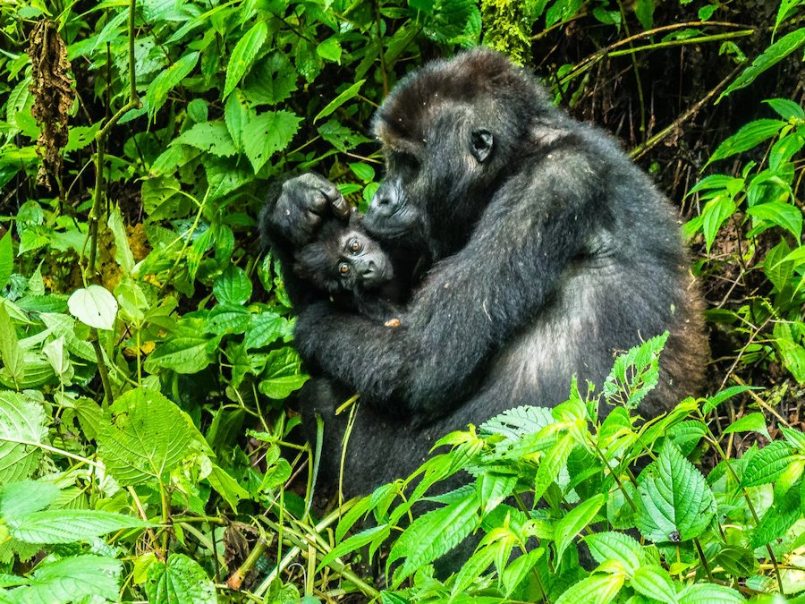 Mount Kahuzi, Democratic Republic of the Congo