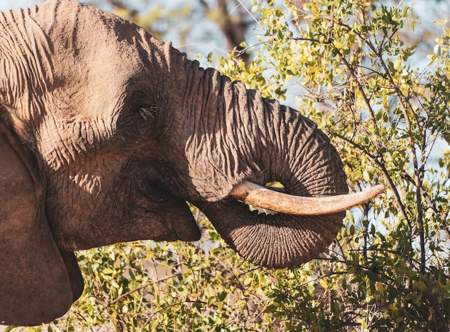 Namibian Wildlife