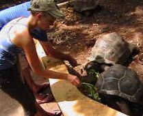 Giant tortoises on Prison Island