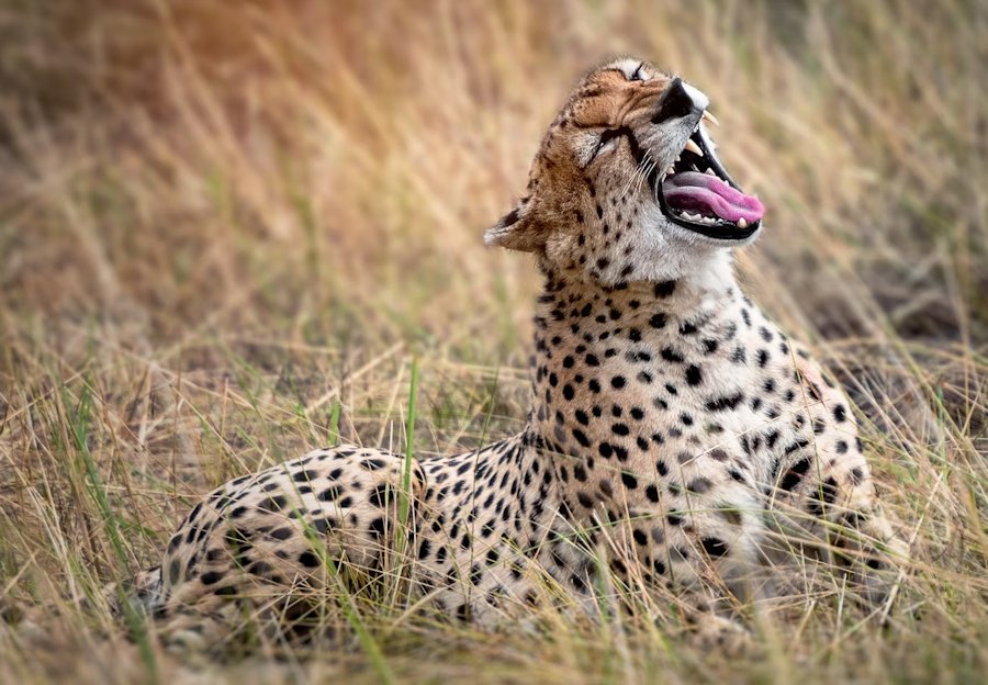 Serengeti, Tanzania