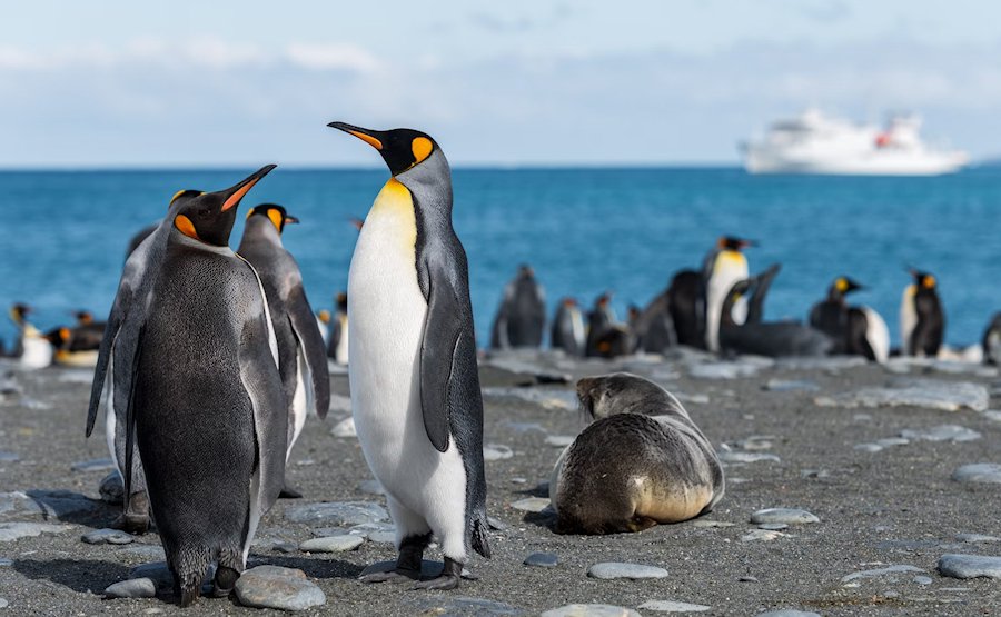 South Georgia and the South Sandwich Islands, Gold Harbour