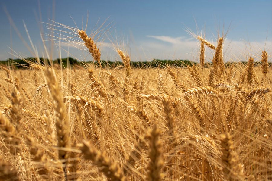 Wheat State, Kansas