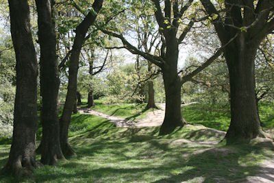 Cratered Earth - Hill 60 Battlefield Memorial