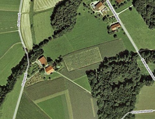 Cannabis Hidden Among Cornfields