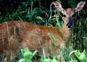 Taking a closer look at the deer - � Phil Raby