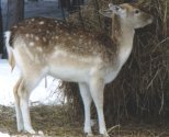 Whitetail Deer at Bearbrook Farm - Phil Raby.