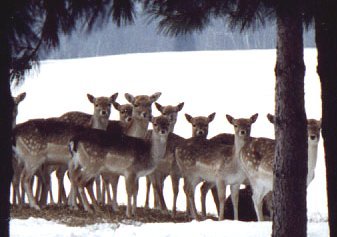 Whitetail Deer at Bearbrook Farm - � Phil Raby