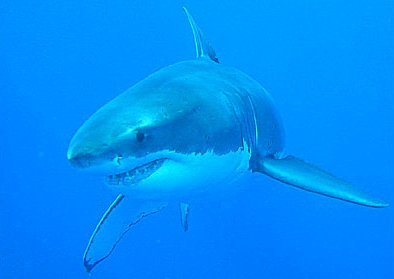 Close-up With Sharks - � Shark Diver